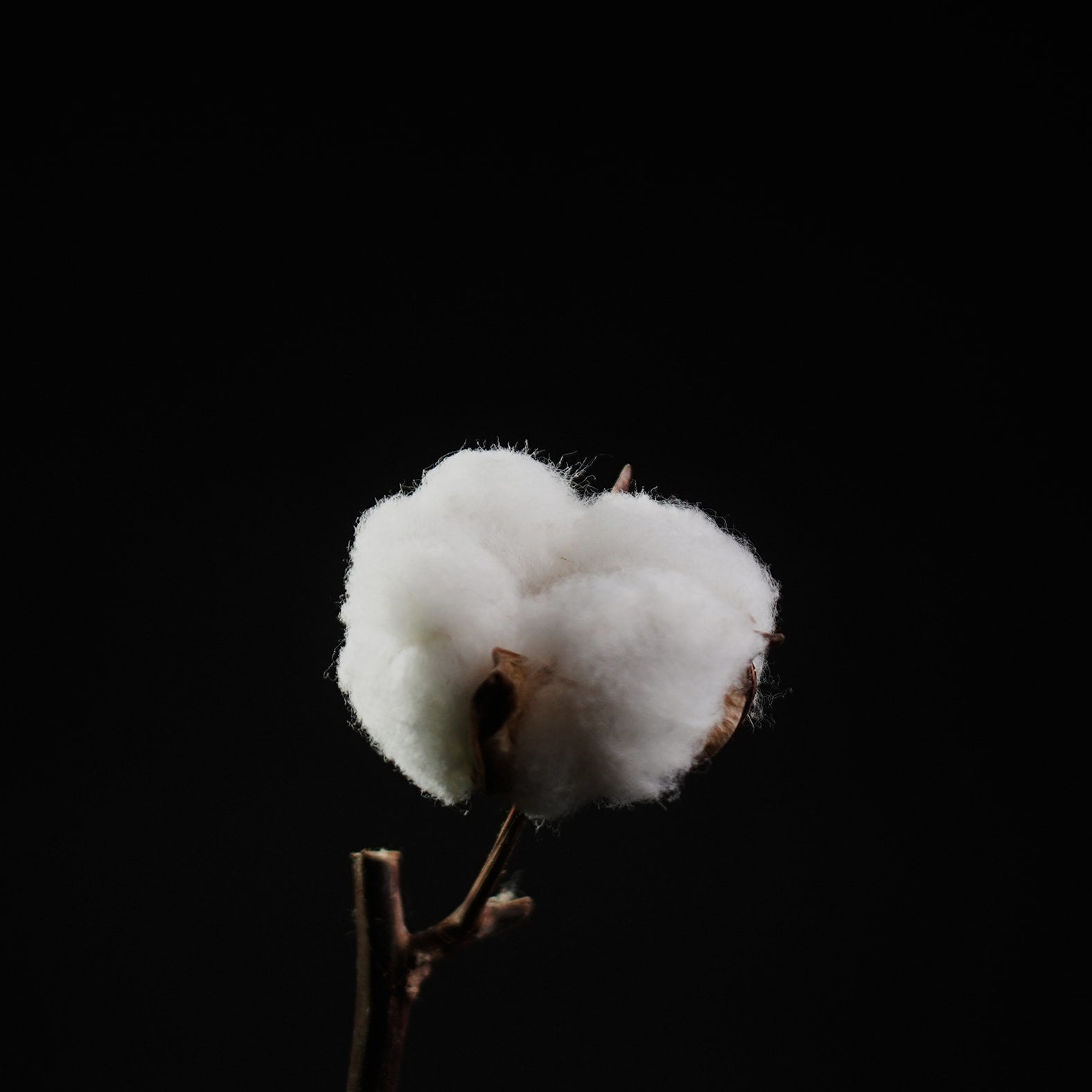 Økologisk bomull i verdensklasse